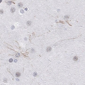 Anti-KCNH8 antibody produced in rabbit Prestige Antibodies&#174; Powered by Atlas Antibodies, affinity isolated antibody, buffered aqueous glycerol solution