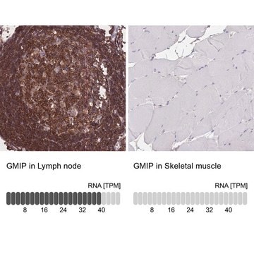 Anti-GMIP antibody produced in rabbit Prestige Antibodies&#174; Powered by Atlas Antibodies, affinity isolated antibody, buffered aqueous glycerol solution