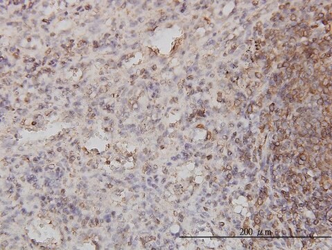 Monoclonal Anti-PSCD1 antibody produced in mouse clone 1D6, purified immunoglobulin, buffered aqueous solution