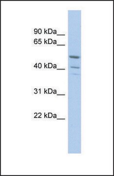 Anti-TRIM50 antibody produced in rabbit affinity isolated antibody