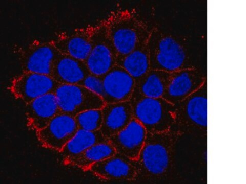 Anticorps anti-EGFR (domaine cytoplasmique), clone&nbsp;8G6.2 clone 8G6.2, from mouse