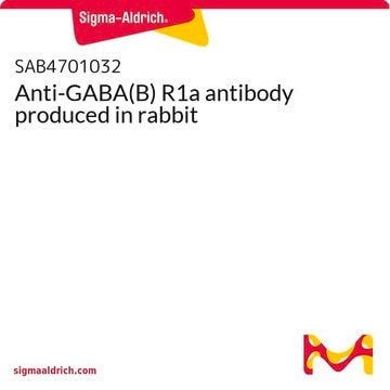 Anti-GABA(B) R1a antibody produced in rabbit