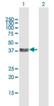 Anti-SIX3 antibody produced in mouse purified immunoglobulin, buffered aqueous solution