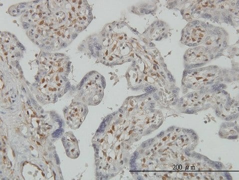 Monoclonal Anti-PAPSS2 antibody produced in mouse clone 2A8, purified immunoglobulin, buffered aqueous solution