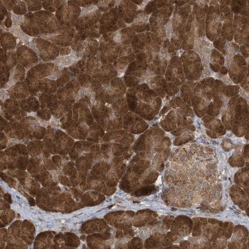 Anti-ATG4A antibody produced in rabbit Prestige Antibodies&#174; Powered by Atlas Antibodies, affinity isolated antibody, buffered aqueous glycerol solution