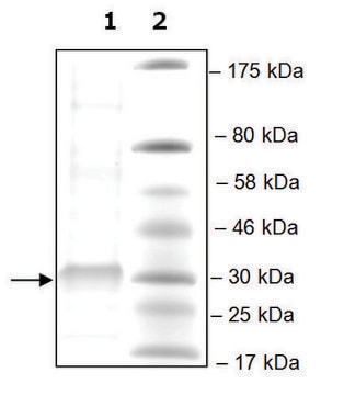 PLA2G12B human recombinant, expressed in mammalian cells, &#8805;60% (SDS-PAGE)