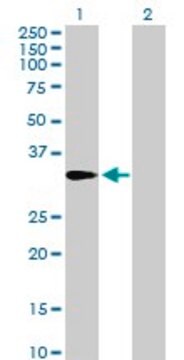 Anti-AMT, (N-terminal) antibody produced in mouse purified immunoglobulin, buffered aqueous solution