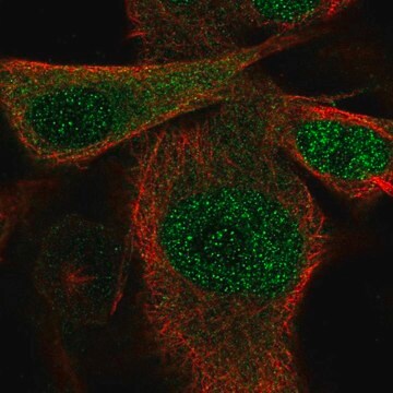 Anti-SSU72 antibody produced in rabbit Prestige Antibodies&#174; Powered by Atlas Antibodies, affinity isolated antibody