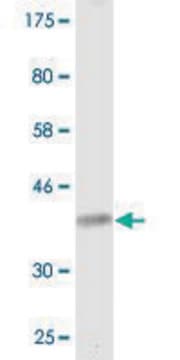 Monoclonal Anti-CACNA1I antibody produced in mouse clone 2F5, purified immunoglobulin, buffered aqueous solution