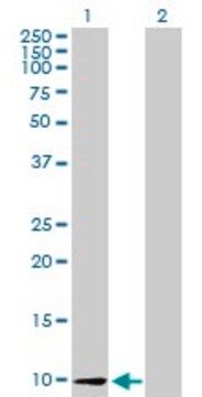 Anti-CCL26 antibody produced in mouse purified immunoglobulin, buffered aqueous solution