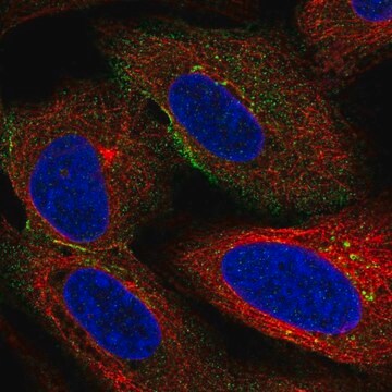 Anti-HSPA12A antibody produced in rabbit Prestige Antibodies&#174; Powered by Atlas Antibodies, affinity isolated antibody