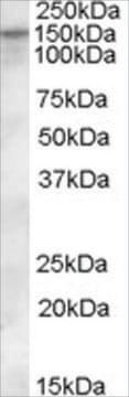 Anti-KCC1/SLC12A4 antibody produced in goat affinity isolated antibody, buffered aqueous solution