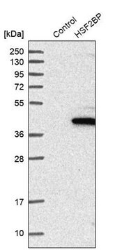 Anti-HSF2BP antibody produced in rabbit Prestige Antibodies&#174; Powered by Atlas Antibodies, affinity isolated antibody, buffered aqueous glycerol solution