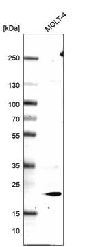 Monoclonal Anti-Icos Antibody Produced In Mouse Prestige Antibodies&#174; Powered by Atlas Antibodies, clone CL14825, affinity isolated antibody, buffered aqueous glycerol solution