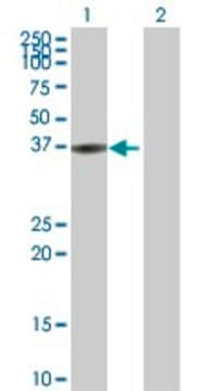 Anti-BLVRA antibody produced in rabbit purified immunoglobulin, buffered aqueous solution