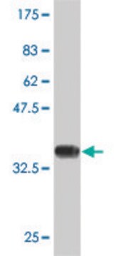 Monoclonal Anti-GNG2 antibody produced in mouse clone 4C8, purified immunoglobulin, buffered aqueous solution