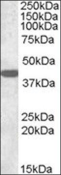 Anti-GJA1 antibody produced in goat affinity isolated antibody, buffered aqueous solution