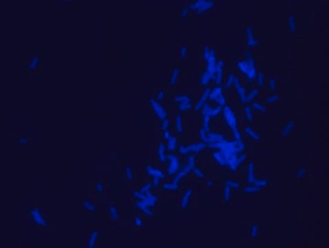 Dansyl labeled polymyxin B Ready Made Solution for fluorescent microbial imaging, 1.5&#160;mg/mL in H2O