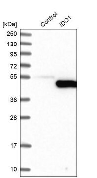 Anti-IDO1 antibody produced in rabbit Prestige Antibodies&#174; Powered by Atlas Antibodies, affinity isolated antibody, buffered aqueous glycerol solution, Ab3