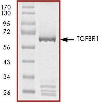 TGF&#946;R1 (80-end), GST tagged human recombinant, expressed in baculovirus infected Sf9 cells, &#8805;70% (SDS-PAGE), buffered aqueous glycerol solution