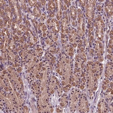 Anti-AP1S3 antibody produced in rabbit Prestige Antibodies&#174; Powered by Atlas Antibodies, affinity isolated antibody, buffered aqueous glycerol solution