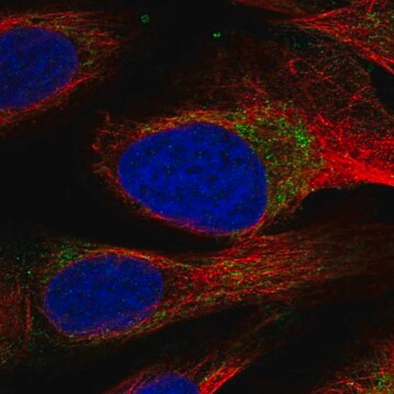 Anti-HAX1 antibody produced in rabbit Prestige Antibodies&#174; Powered by Atlas Antibodies, affinity isolated antibody