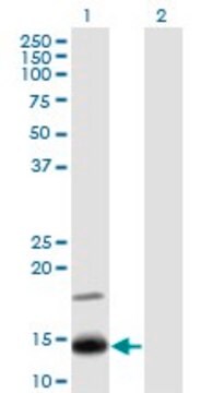 Monoclonal Anti-IFITM2, (N-terminal) antibody produced in mouse clone 1F2, purified immunoglobulin, buffered aqueous solution