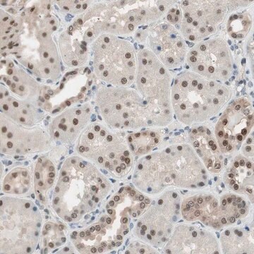 Anti-LONP2 antibody produced in rabbit Prestige Antibodies&#174; Powered by Atlas Antibodies, affinity isolated antibody, buffered aqueous glycerol solution