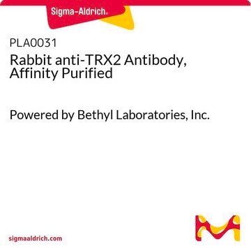 Rabbit anti-TRX2 Antibody, Affinity Purified Powered by Bethyl Laboratories, Inc.