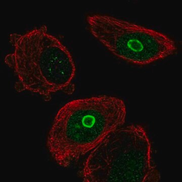 Anti-SLC10A7 antibody produced in rabbit Prestige Antibodies&#174; Powered by Atlas Antibodies, affinity isolated antibody