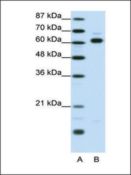 Anti-TRIP4 antibody produced in rabbit IgG fraction of antiserum