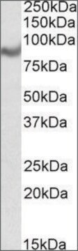 Anti-C18orf8 antibody produced in goat affinity isolated antibody, buffered aqueous solution