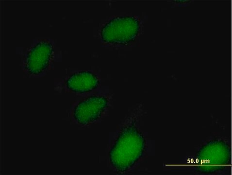 Anti-NUBP1 antibody produced in mouse IgG fraction of antiserum, buffered aqueous solution