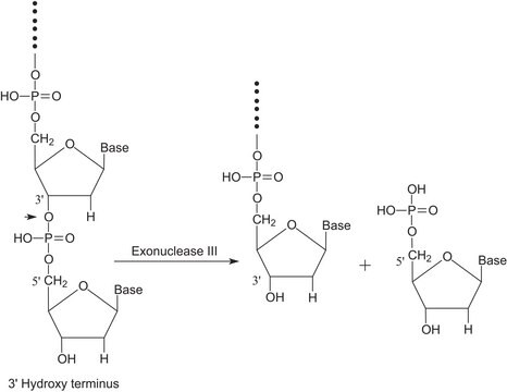 Exonuclease III from Escherichia coli BE25 /psGR3 buffered aqueous glycerol solution