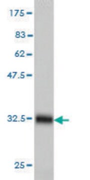 Monoclonal Anti-HAMP, (C-terminal) antibody produced in mouse clone 1F9, purified immunoglobulin, buffered aqueous solution