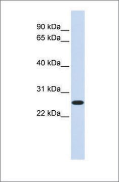 Anti-DULLARD antibody produced in rabbit affinity isolated antibody