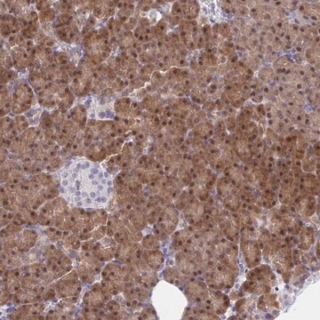 Anti-HOXD12 antibody produced in rabbit Prestige Antibodies&#174; Powered by Atlas Antibodies, affinity isolated antibody, buffered aqueous glycerol solution