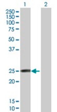 Anti-FAM3D antibody produced in mouse purified immunoglobulin, buffered aqueous solution