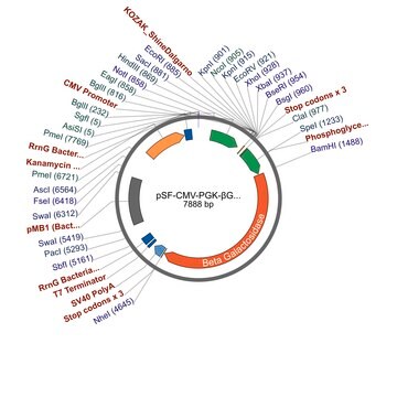 PSF-CMV-PGK-?GAL - DUAL PROMOTER BETA GAL PLASMID plasmid vector for molecular cloning