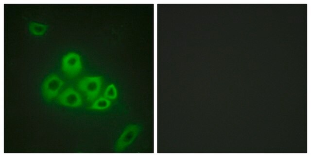 Anti-S1P Receptor EDG1 antibody produced in rabbit affinity isolated antibody