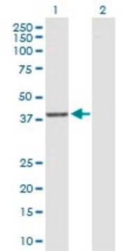 Anti-DUSP9 antibody produced in rabbit purified immunoglobulin, buffered aqueous solution