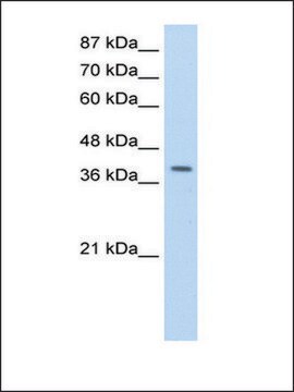 Anti-LARP7 antibody produced in rabbit IgG fraction of antiserum