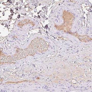 Anti-HOXC12 antibody produced in rabbit Prestige Antibodies&#174; Powered by Atlas Antibodies, affinity isolated antibody, buffered aqueous glycerol solution