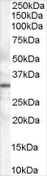 Anti-STX6 antibody produced in goat affinity isolated antibody, buffered aqueous solution