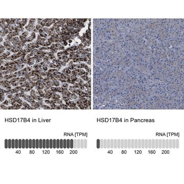 Anti-HSD17B4 antibody produced in rabbit Prestige Antibodies&#174; Powered by Atlas Antibodies, affinity isolated antibody, buffered aqueous glycerol solution, Ab1