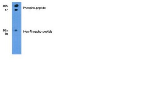 Anti-phospho-ITCH (pT222) Antibody Chemicon&#174;, from rabbit