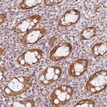 Anti-C1orf226 antibody produced in rabbit Prestige Antibodies&#174; Powered by Atlas Antibodies, affinity isolated antibody, buffered aqueous glycerol solution