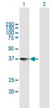 Anti-NXPH4 antibody produced in mouse purified immunoglobulin, buffered aqueous solution