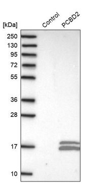 Anti-PCBD2 antibody produced in rabbit Prestige Antibodies&#174; Powered by Atlas Antibodies, affinity isolated antibody, buffered aqueous glycerol solution