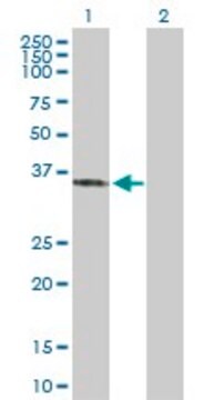 Anti-SFXN3 antibody produced in rabbit purified immunoglobulin, buffered aqueous solution